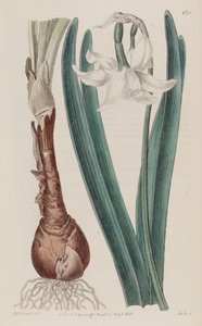 Narcissus × poculiformis, come Narcissus montanus da S. Edwards